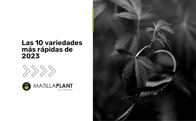 ▷ Top 10 Mejores semillas de Marihuana 2023