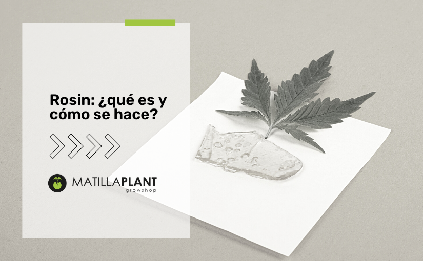 Cómo usar una prensa de Rosin- Alchimia Grow Shop