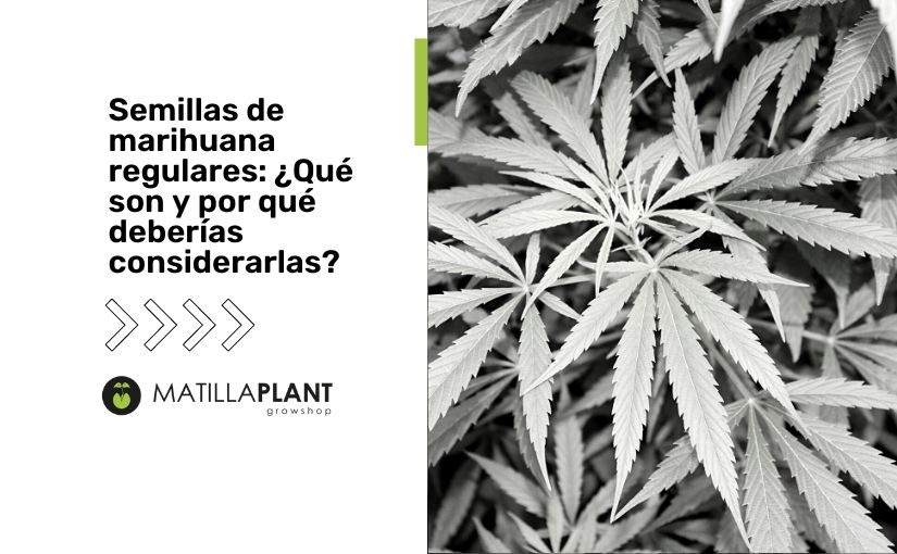 Qué hay que saber sobre las semillas de marihuana?