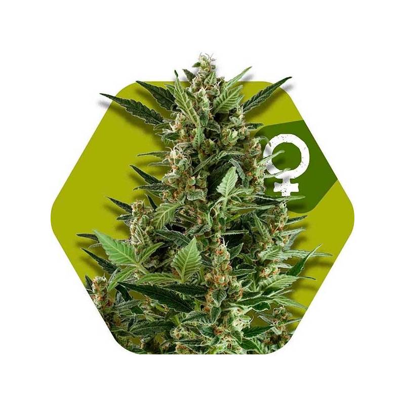 Green AK XL Feminizada de Zambeza Seeds