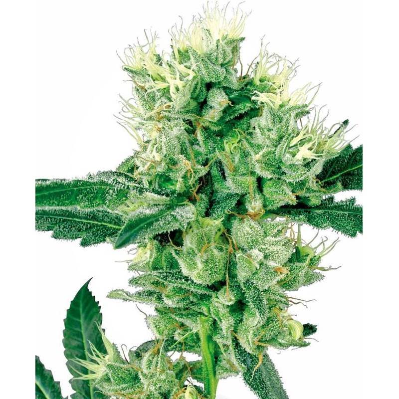 White Haze Regular de Sensi White Label