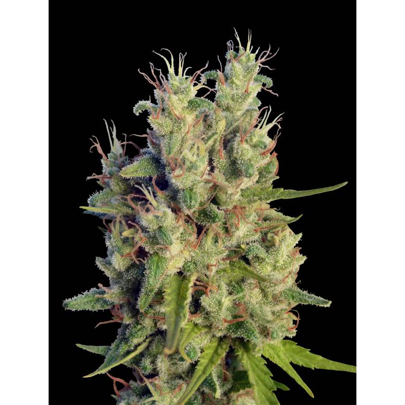 Super Malawi Haze Feminizada de Ace Seeds