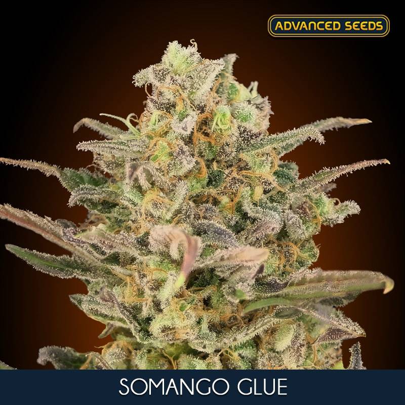 Somango Glue Feminizada de Advanced Seeds