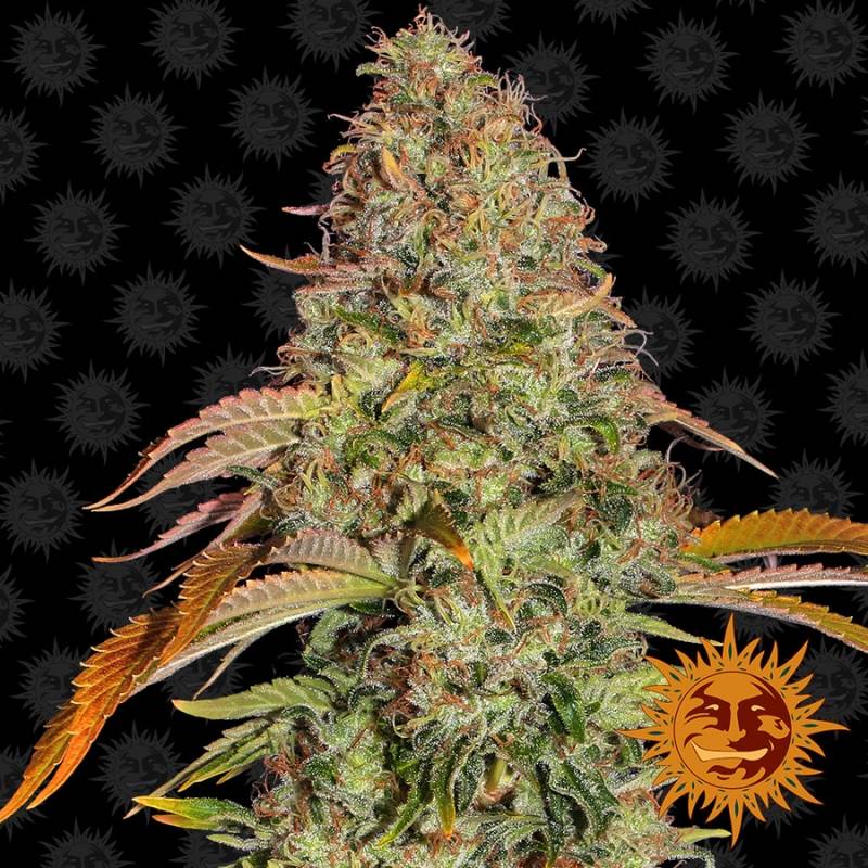 Zkittlez Og Autofloreciente de Barney's Farm