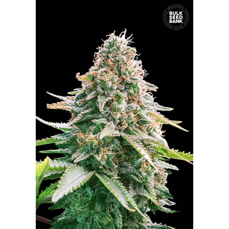 Gelato Samba Autofloreciente de Bulk Seeds Bank