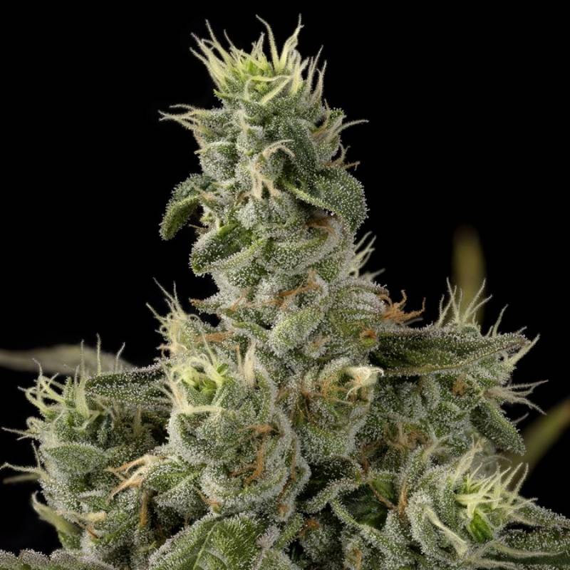 Nicole Kush de DNA Genetics