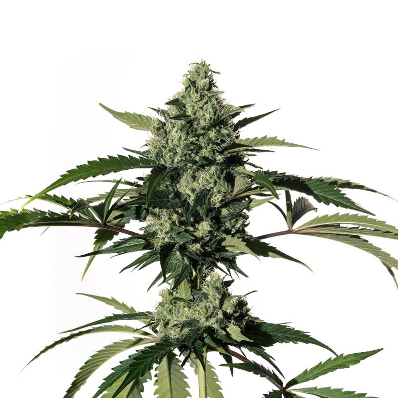 Hiydrow de Medical Marijuana Genetics