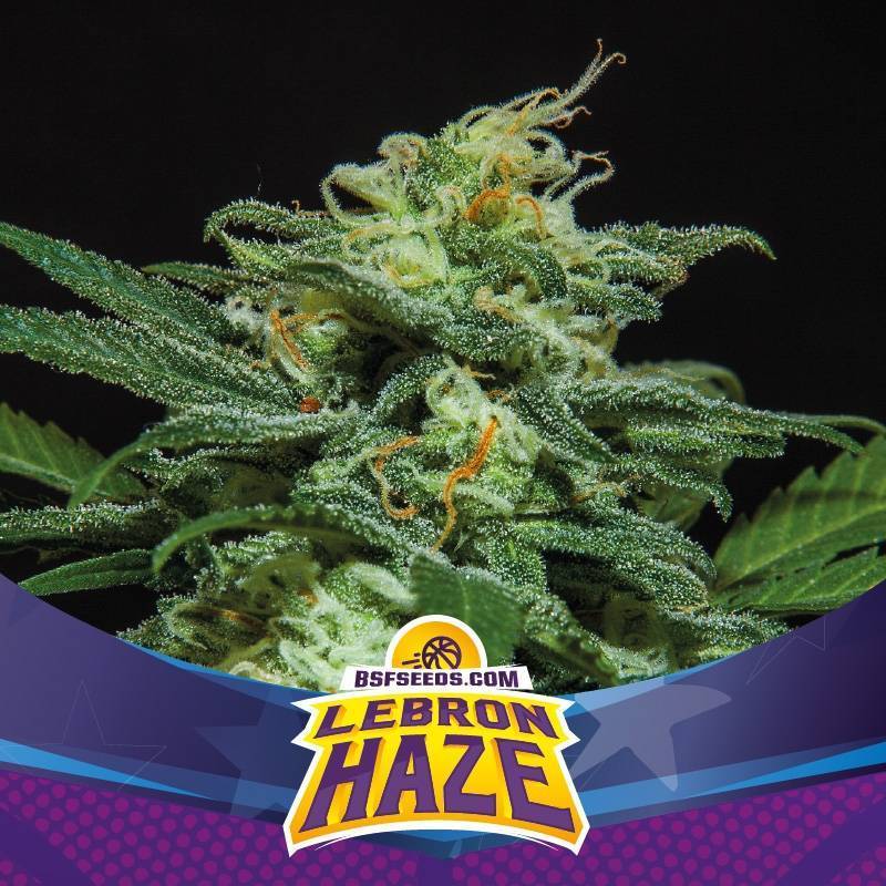 Lebron Haze XXL Auto de BSF Seeds