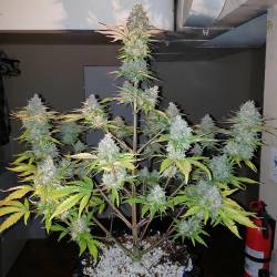 Gorilla Zkittlez Auto -...