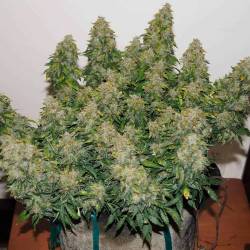 Jack Frost Widow Auto -...