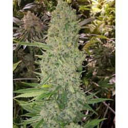 Bruce Banner Iii Auto