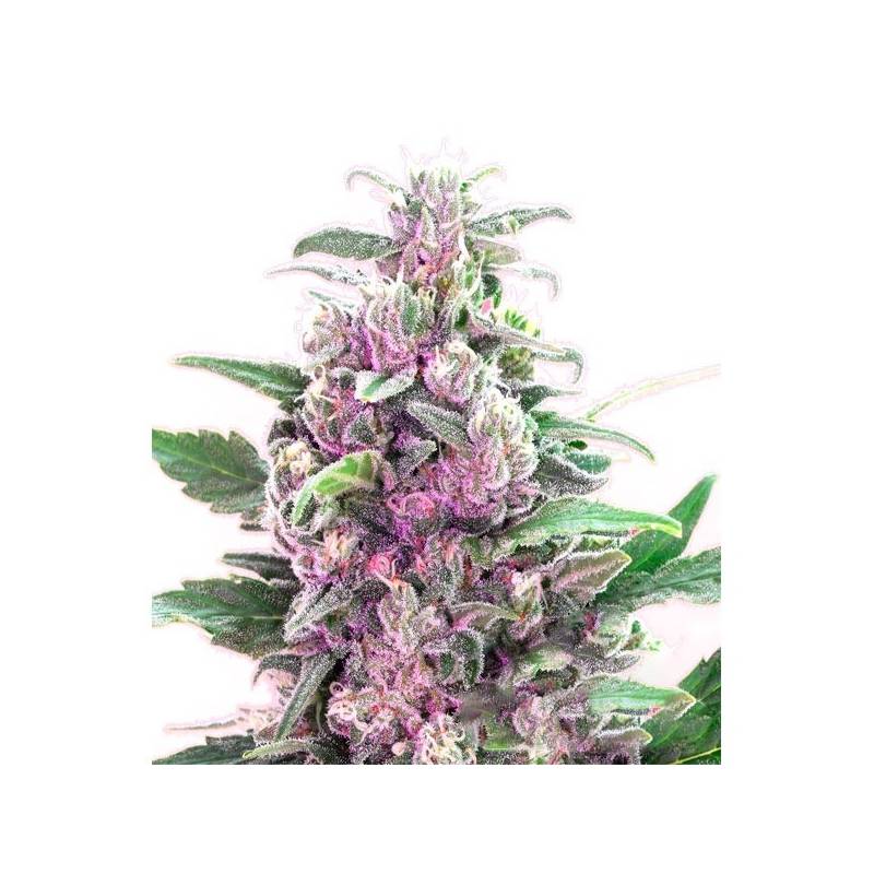 THC Bomb Autofloreciente Feminizada de Bomb Seeds