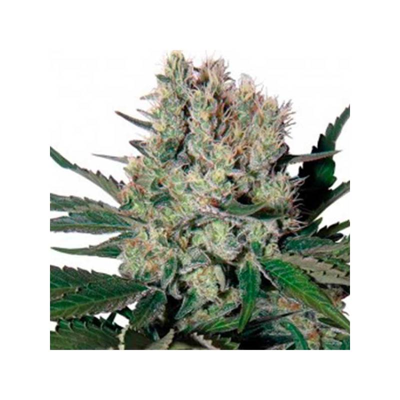 Semillas cannabis srs og 324 blister x5 - El Alquimista - Growshop