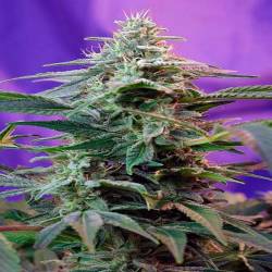 Sweet Special Autofloreciente Feminizada de Sweet Seeds