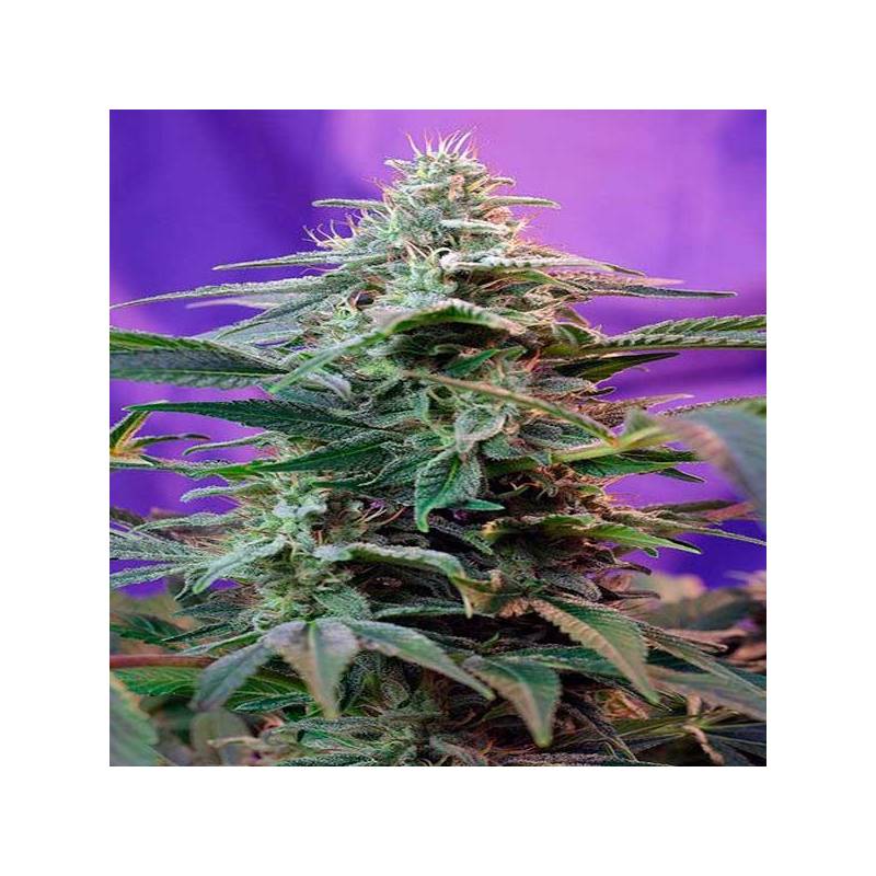 Sweet Special Autofloreciente Feminizada de Sweet Seeds