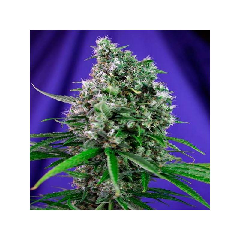 Sweet Trainwreck Autofloreciente Feminizada de Sweet Seeds