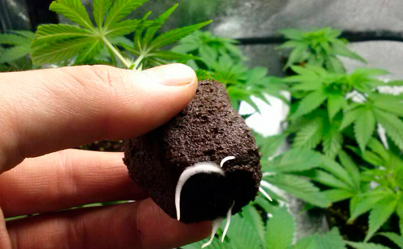 Cómo germinar semillas de marihuana