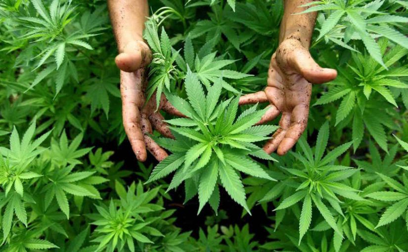 Top variedades de cannabis buenas para cultivar en interior