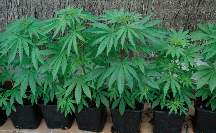 Cultivo de la marihuana en maceta