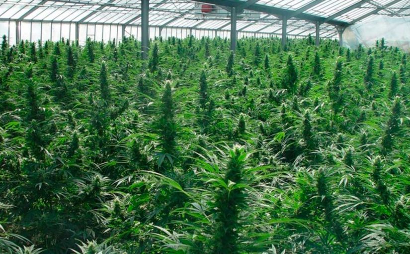 Como librarse del olor en el cultivo de Marihuana
