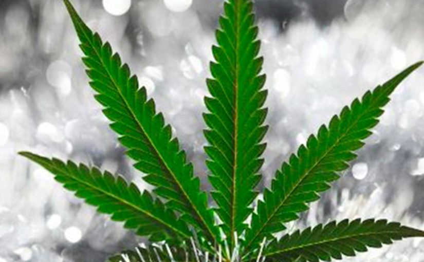 Como Cultivar Marihuana en Invierno