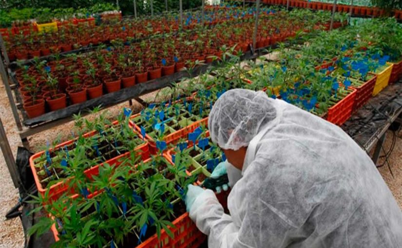 Formación y Cursos para el cultivo de Cannabis