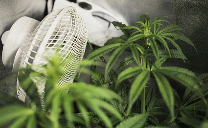 Importancia de la Ventilación en el Cultivo de Marihuana