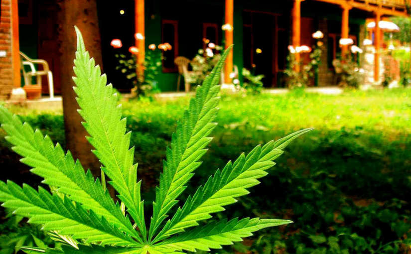Cultivo de Marihuana en Primavera
