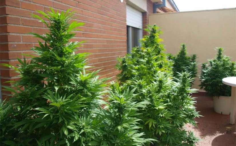 Cultivo de Marihuana en Exterior en Espacios Pequeños