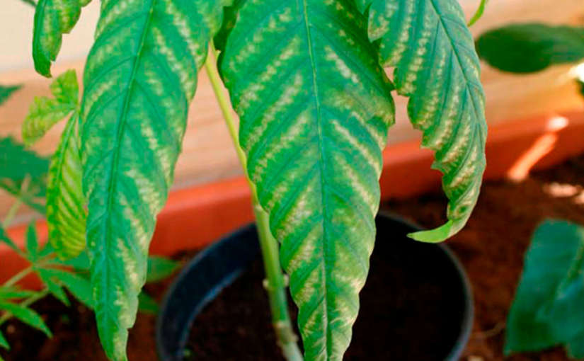 Carencias de Azufre en las plantas de Marihuana