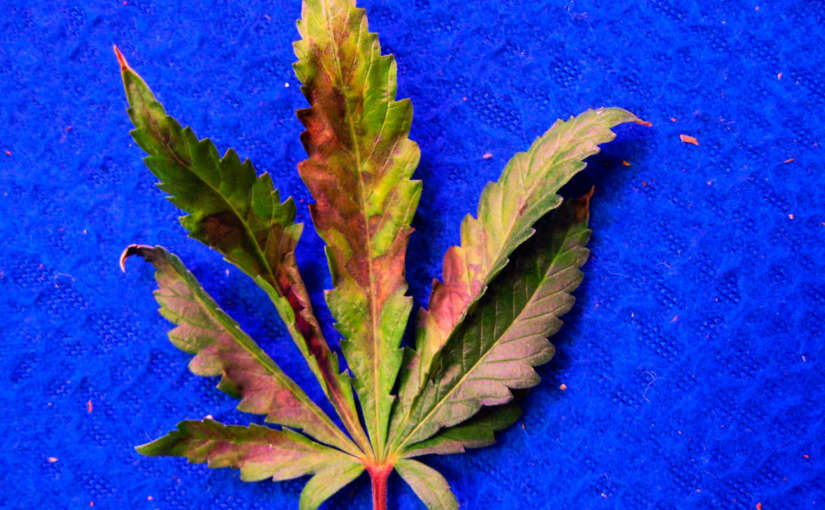 Carencia de Fosforo en las plantas de marihuana y productos para corregirla y evitarla.