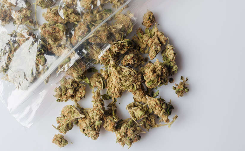 Las variedades de marihuana más potentes que todo cultivador debe conocer