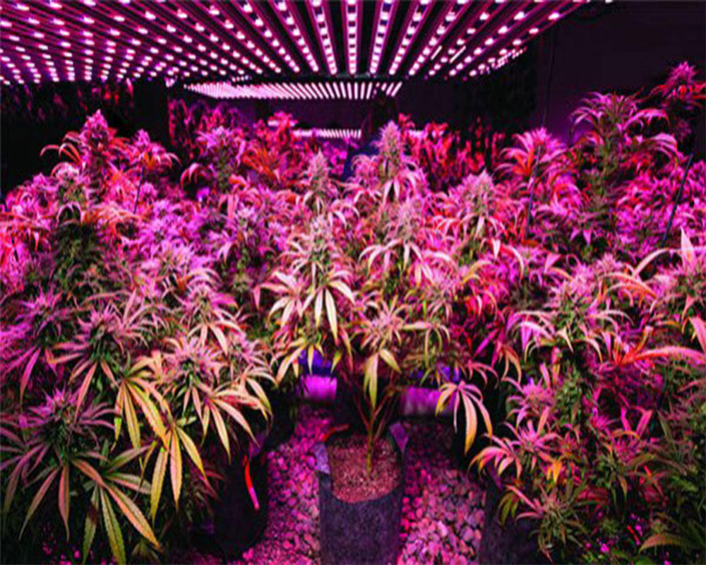 concepto arrebatar suma Iluminación en el cultivo de marihuana: HPS Vs LED - Blog cultivo marihuana