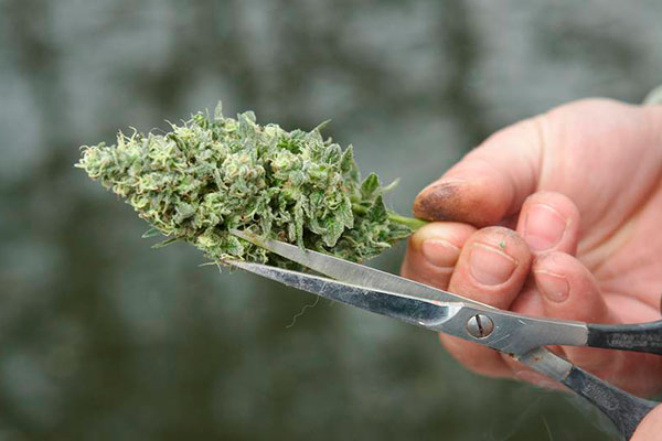 Manicurar Cannabis: ¿A máquina o a mano? Pros y Contras de cada método -  Blog cultivo marihuana