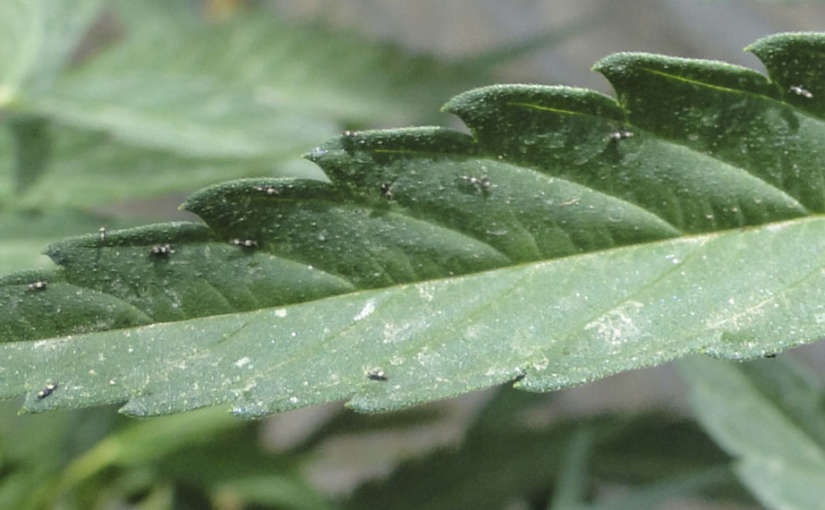 Insecticidas y fungicidas ecológicos para cannabis