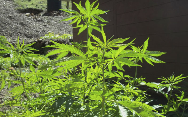 evitar-crecimiento-cannabis