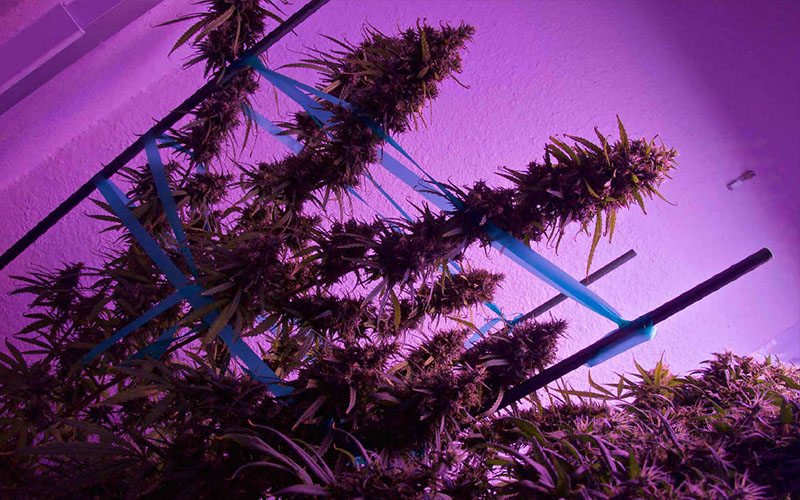 evitar-crecimiento-acelerado-plantas-cannabis