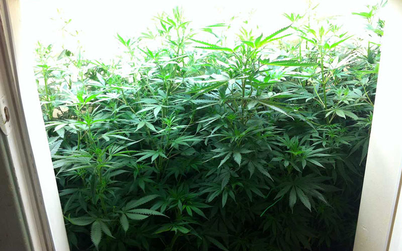 crecimiento-cannabis