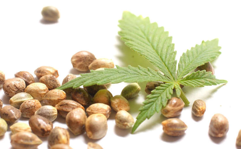 Mejores bancos de semillas de marihuana