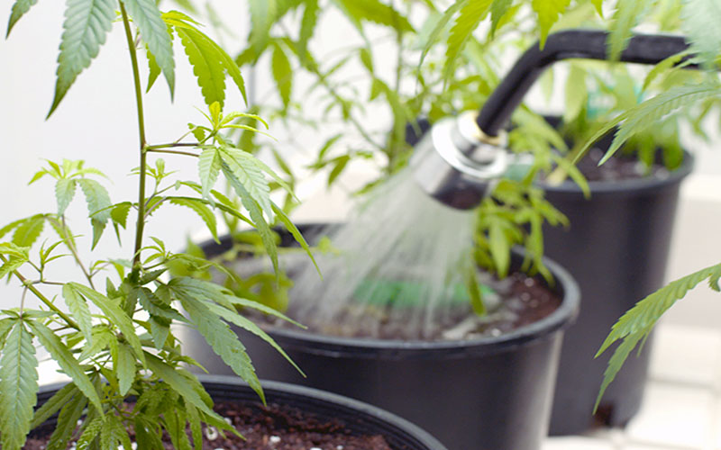 regar-plantas-de-cannabis
