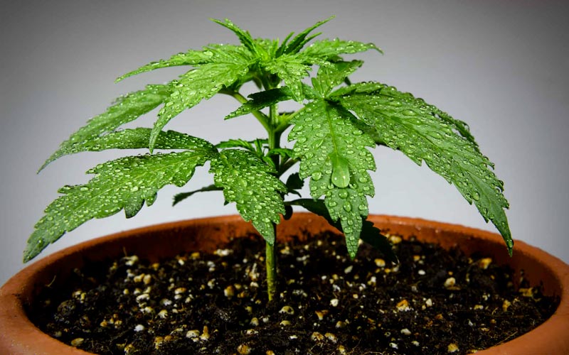 regar-plantas-de-cannabis