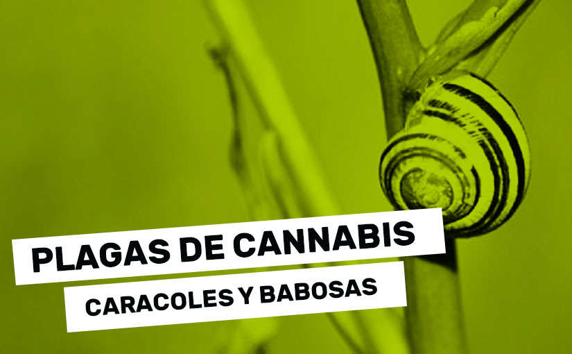 caracoles-y-babosas-plagas-del-cannabis