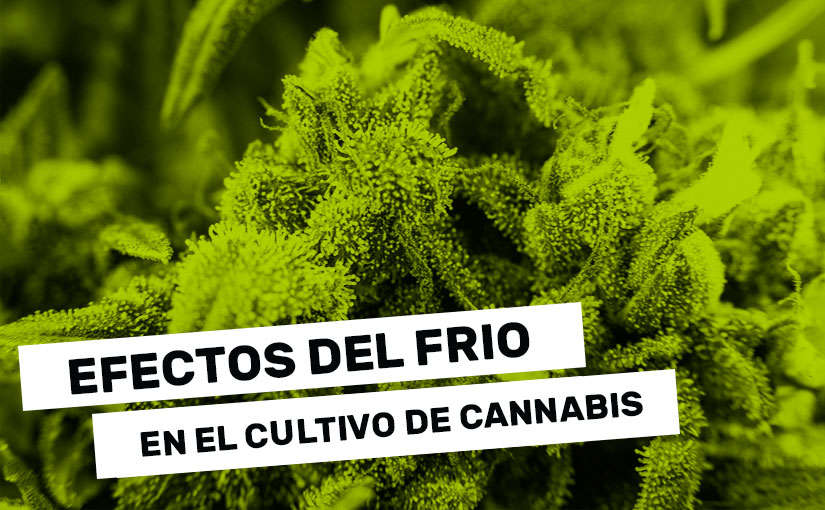 ¿Cómo afecta el frío al cultivo de cannabis?