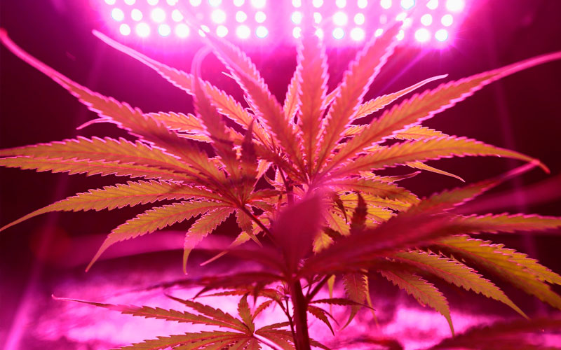 leds-cultivo-de-cannabis