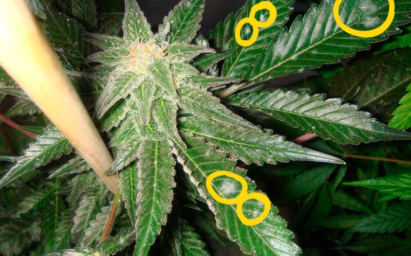 oidio-hojas-marihuana