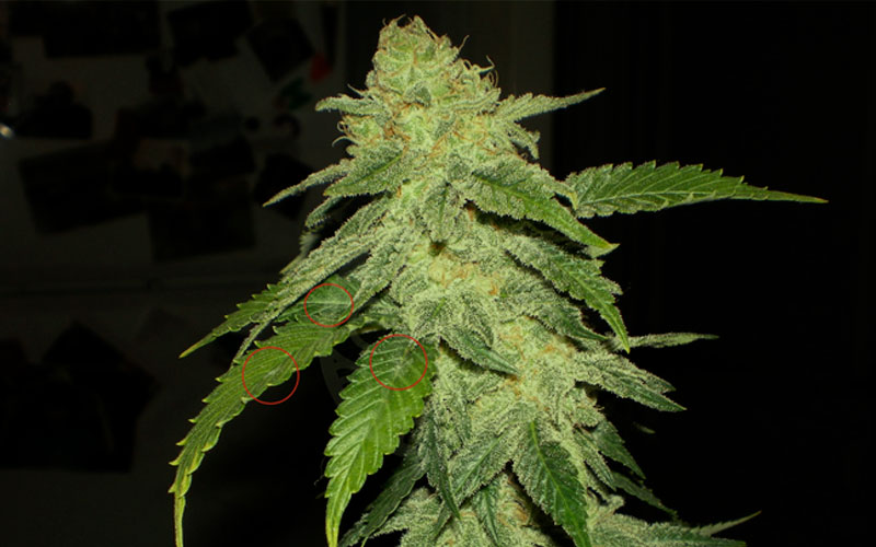 oidio-plantas-marihuana-hojas