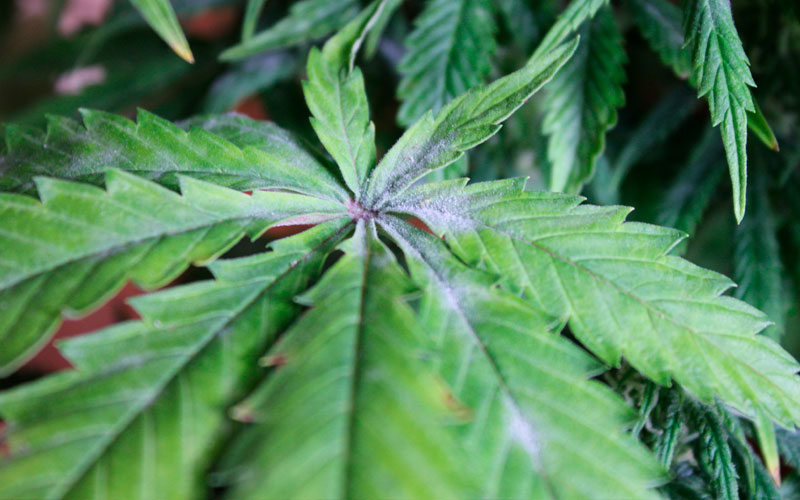 prevenir-oidio-plantas-marihuana
