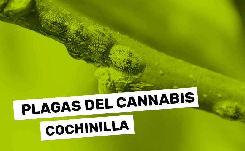 cochinilla-plantas-marihuana