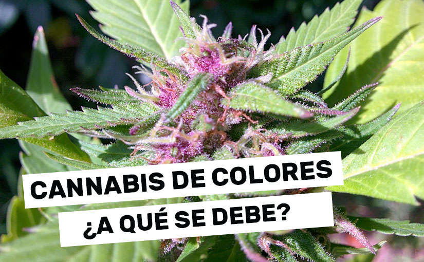 ¿Por qué existe marihuana de distintos colores?