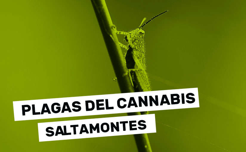 Plagas del cannabis: Saltamontes